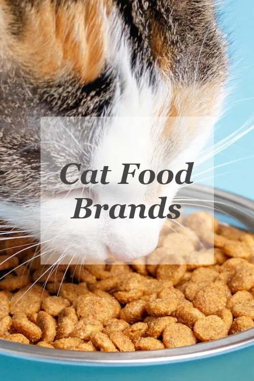 Best Cat Food Brands for Kittens, Adult and Senior Cats