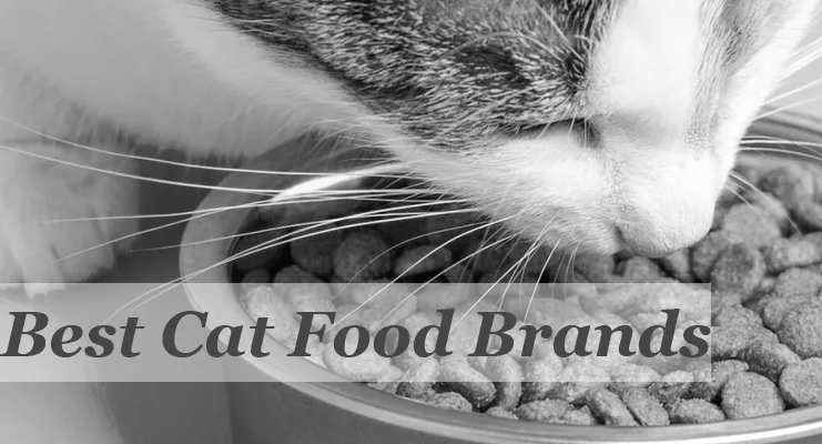 Best Cat Food Brands in the USA