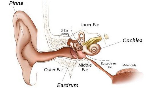 Injured Cochlea, A Common Cause of Tinnitus