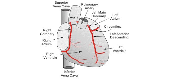 Epicardial Coronary Arteries