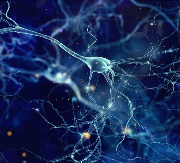 Running Triggers Birth of New Neurons in Your Brain