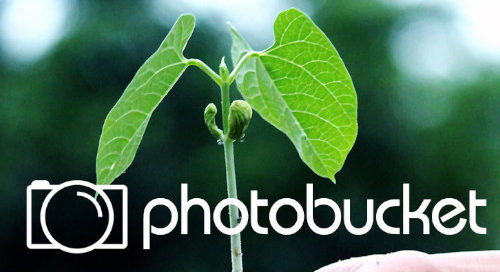 FREE and Secure Online Photo Sharing Websites Like Photobucket