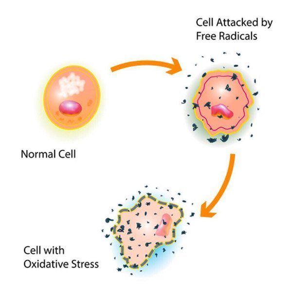 Skin Cells Attacked by Free Radicals